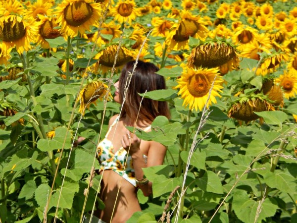 campo-girasoli